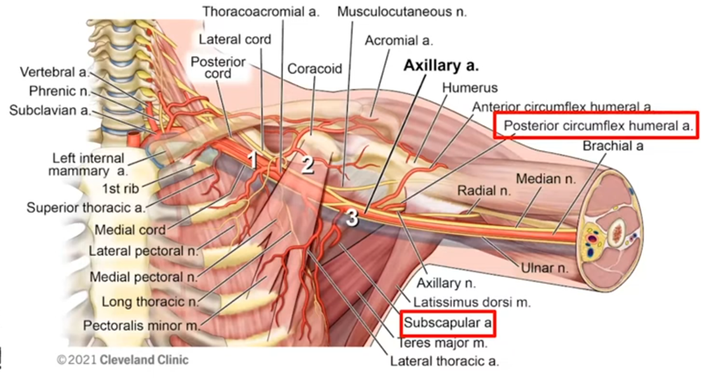 Axillary artery segments 1, 2 and 3 with surrounding brachial plexus anatomy